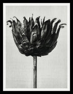 Centaurea Ruthenica (Star Thistle)