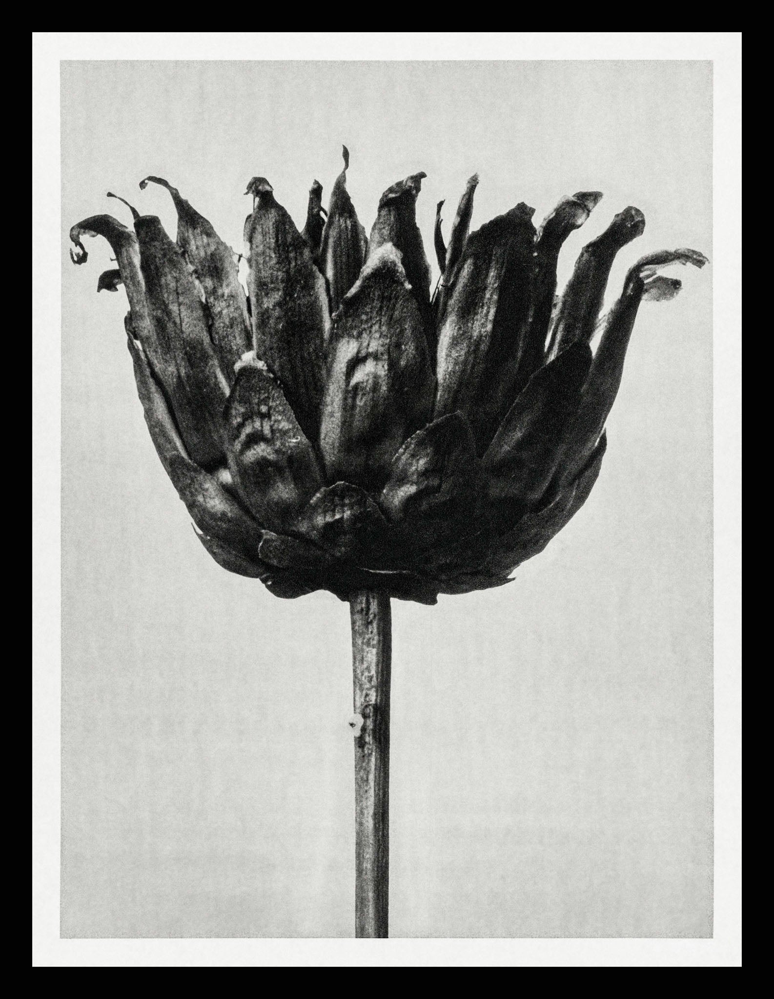 Centaurea Ruthenica (Star Thistle)