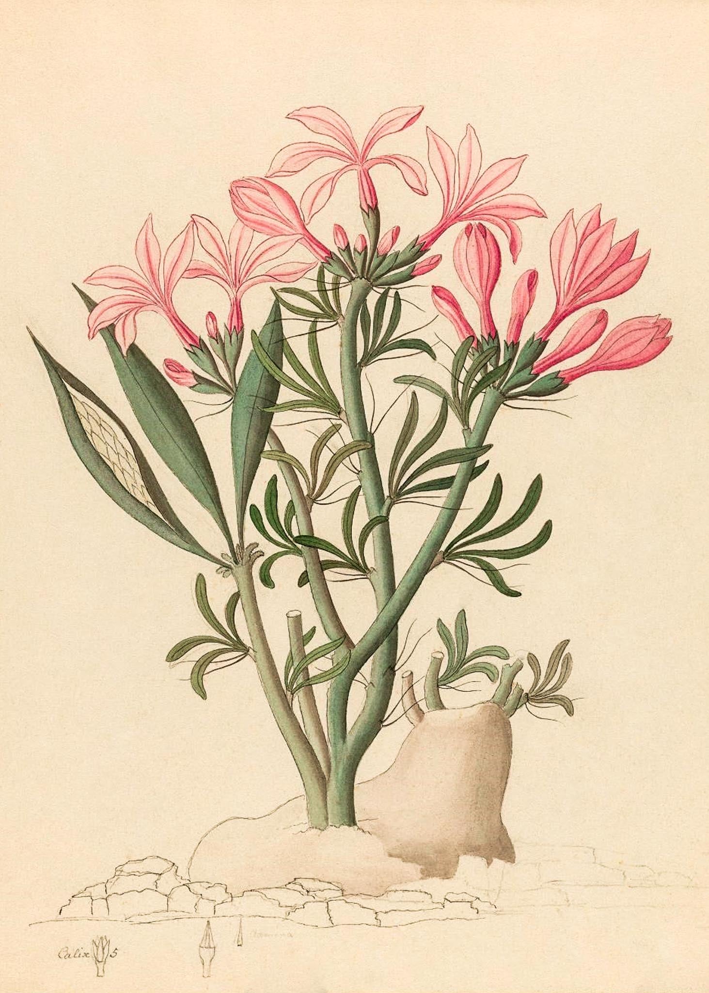 Ceropegia or Echites (Pachypodium Succulentum)