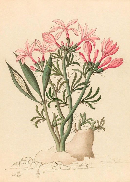 Ceropegia or Echites (Pachypodium Succulentum)