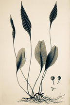 Ceterach Pedunculata