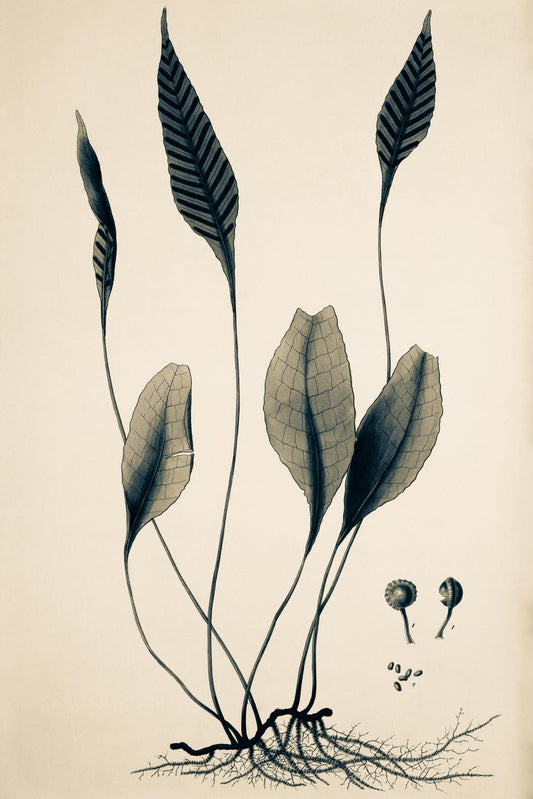 Ceterach Pedunculata