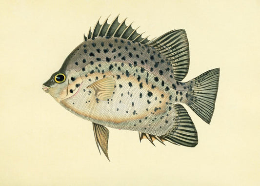 Chaetodon Atro-Maculatus