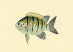 Chaetodon Tyrwhitti