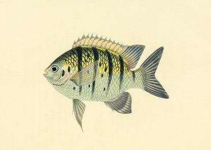 Chaetodon Tyrwhitti