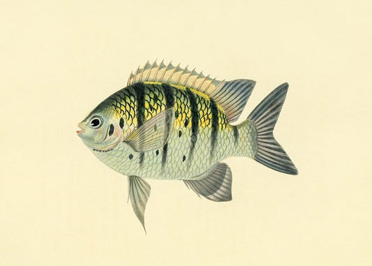 Chaetodon Tyrwhitti