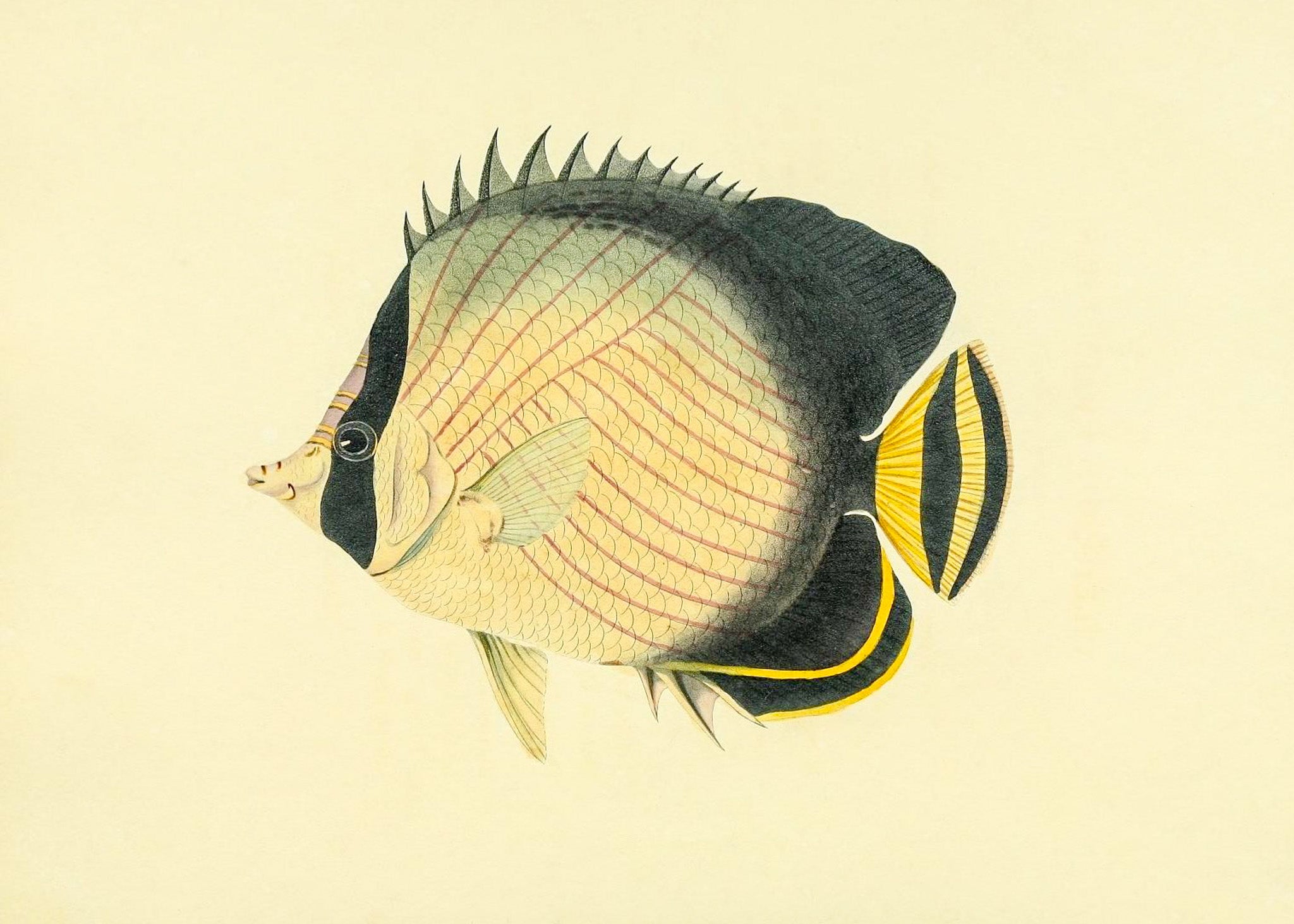 Chaetodon Vagabundus
