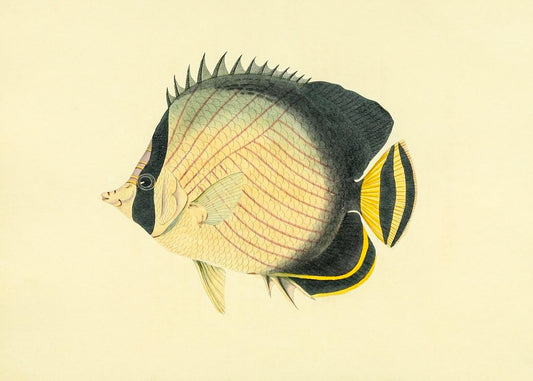 Chaetodon Vagabundus