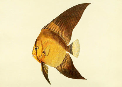 Chaetodon Vespertilio