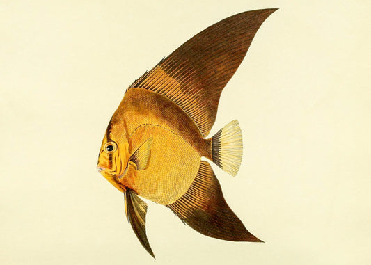 Chaetodon Vespertilio