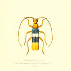 Chenoderus Tricolor