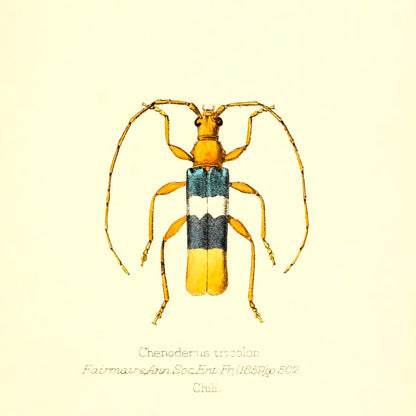 Chenoderus Tricolor