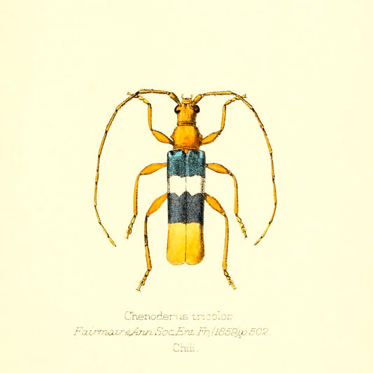 Chenoderus Tricolor
