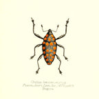 Cholus Haematostictus