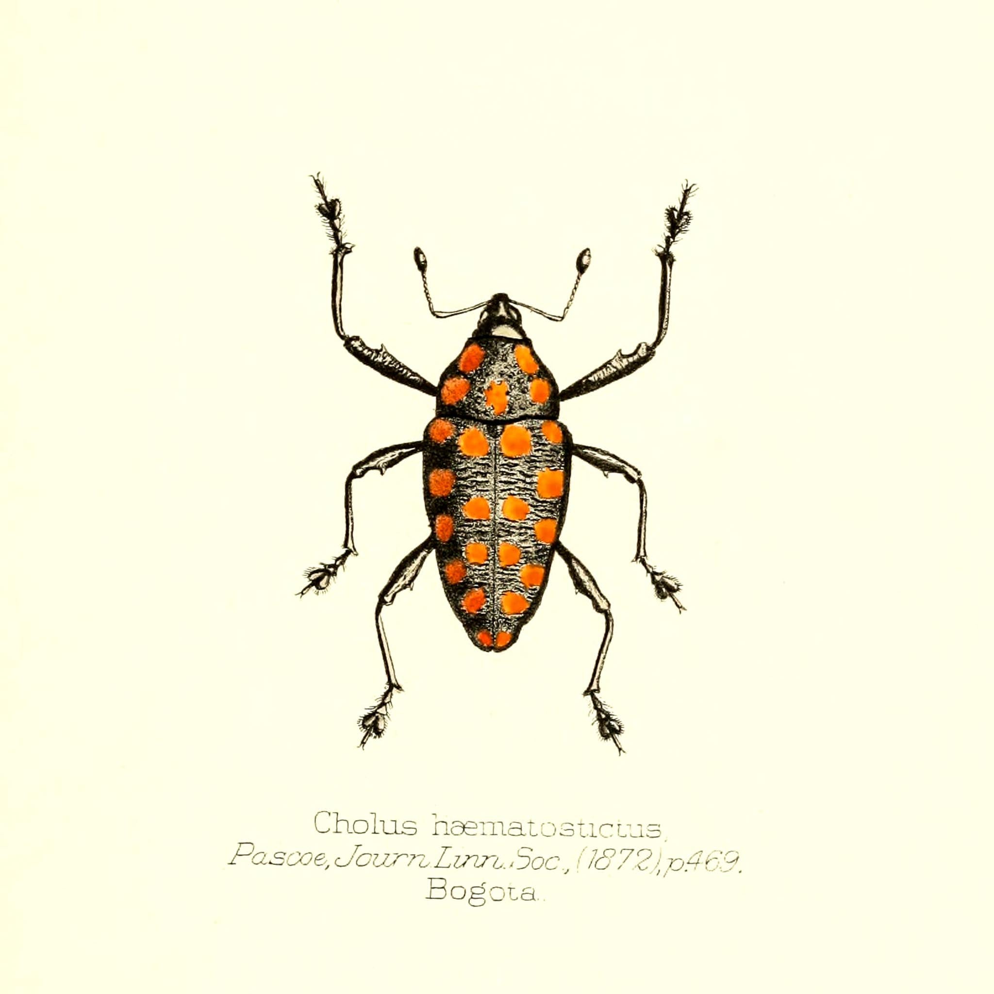 Cholus Haematostictus