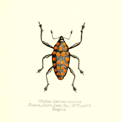 Cholus Haematostictus