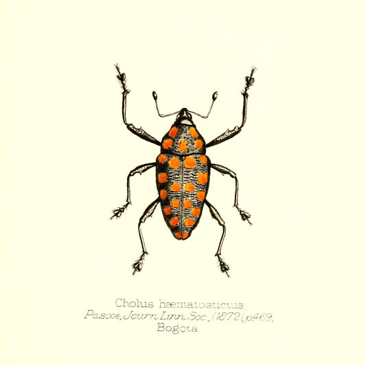 Cholus Haematostictus