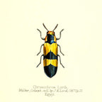 Chrysochroa Lordi