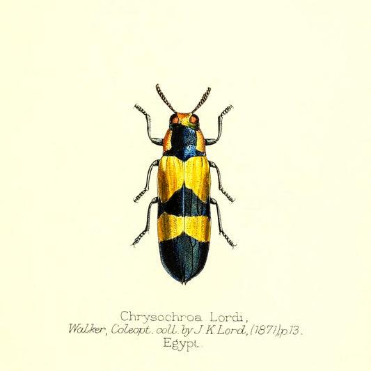 Chrysochroa Lordi