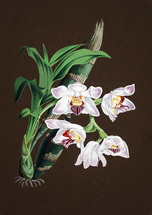 Chysis Aurea Var Lemminghei