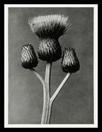 Cirsium Canum (Queen Anne Thistle)