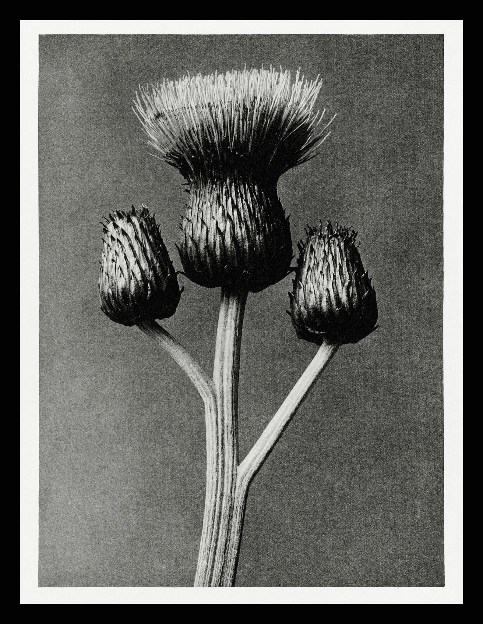 Cirsium Canum (Queen Anne Thistle)