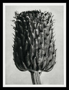 Cirsium Canum (Thistle) Flower Head