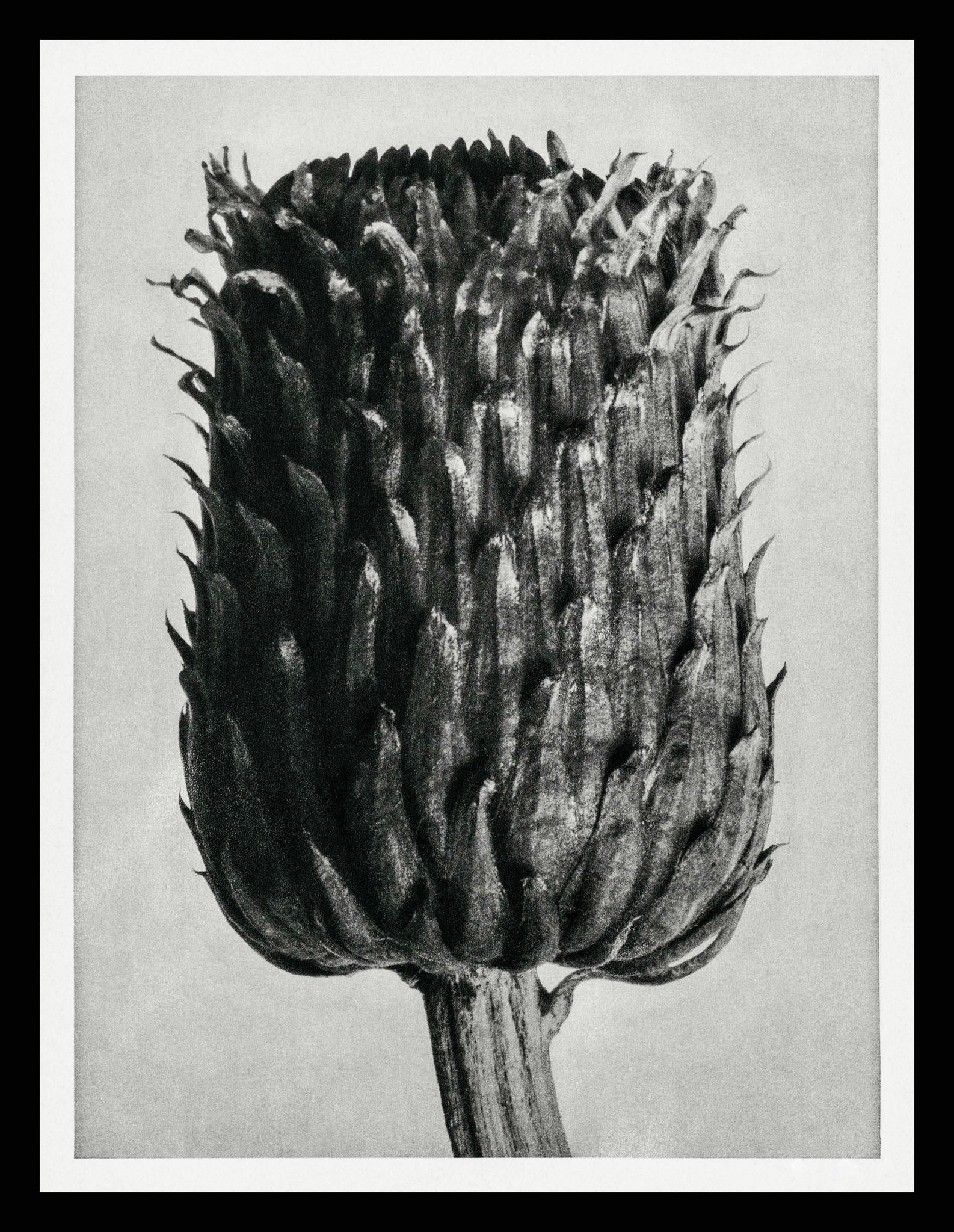 Cirsium Canum (Thistle) Flower Head