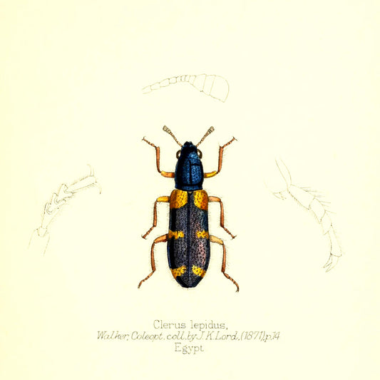 Clerus Lepidus