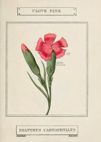Clove Pink