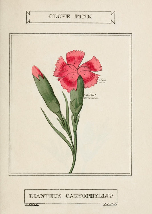 Clove Pink