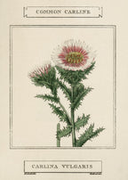 Common Carline