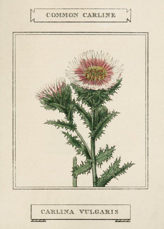 Common Carline