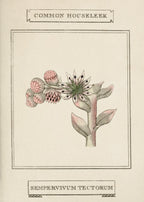 Common Houseleek