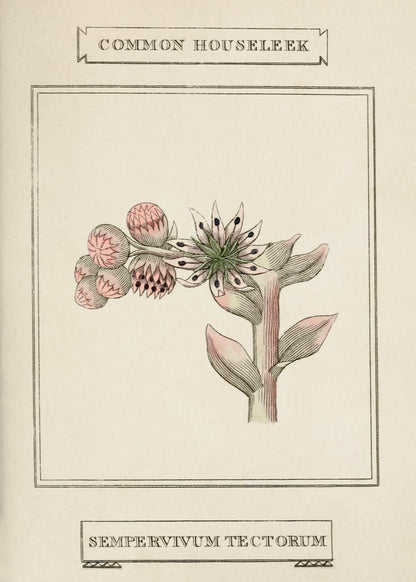 Common Houseleek