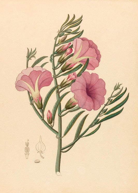 Convolvulus (Ipomoea Oenotheroides)