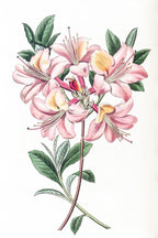 Copper-Coloured Highclere Azalea