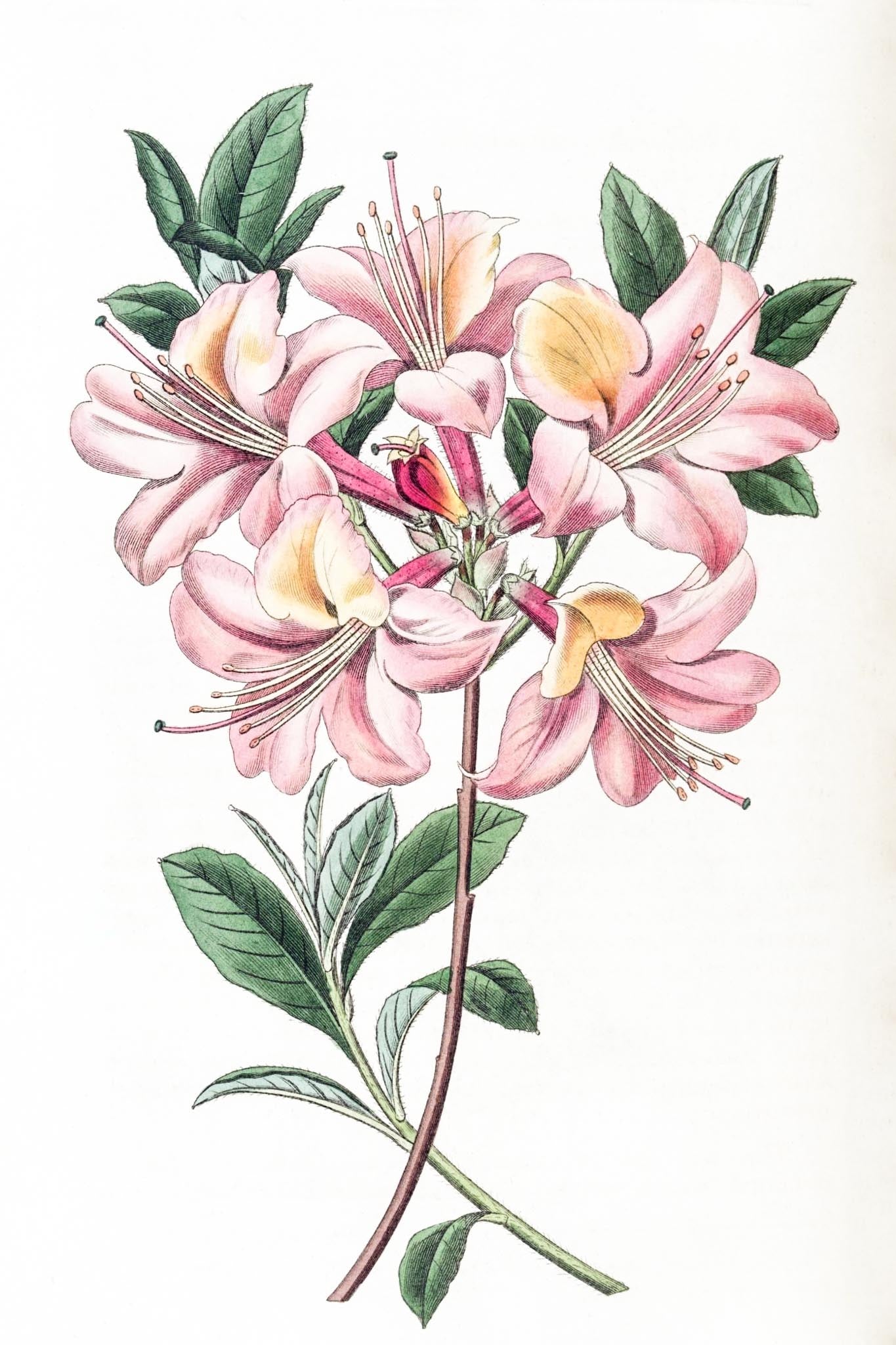Copper-Coloured Highclere Azalea