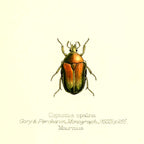 Coptomia Oplalina