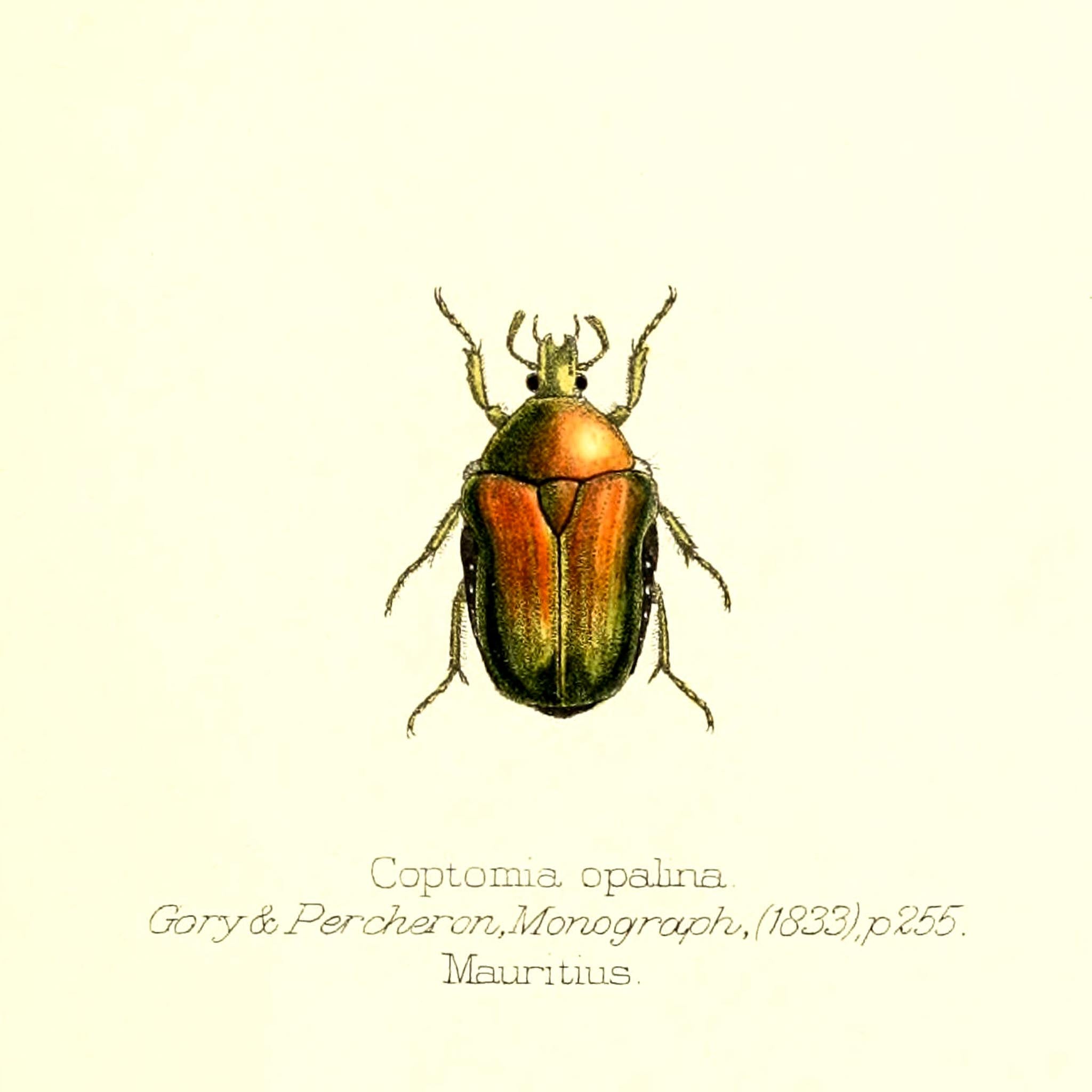 Coptomia Oplalina