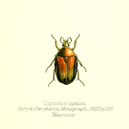 Coptomia Oplalina