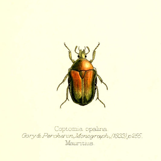 Coptomia Oplalina