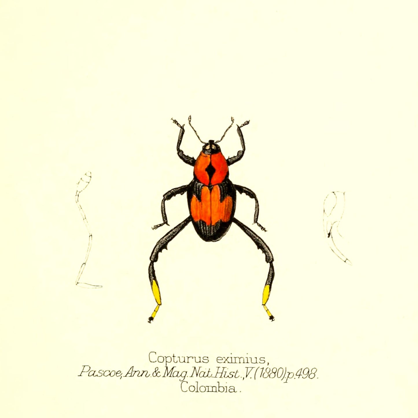 Copturus Eximius