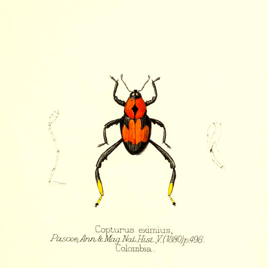 Copturus Eximius