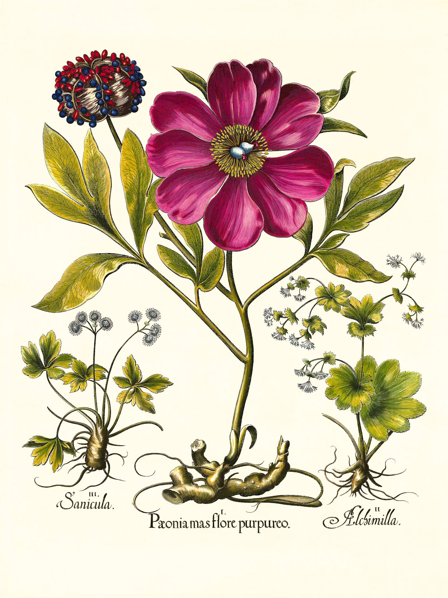Corallina peony, Lady’s-mantle, Sanicle
