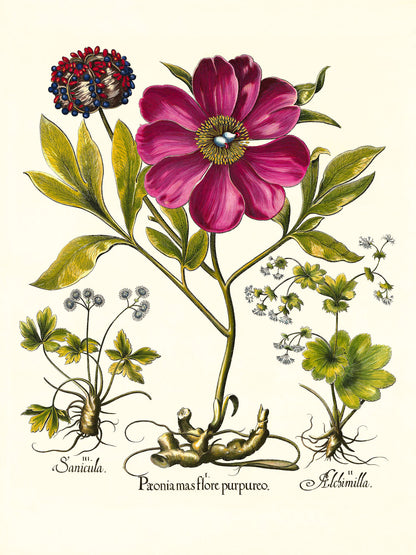 Corallina peony, Lady’s-mantle, Sanicle