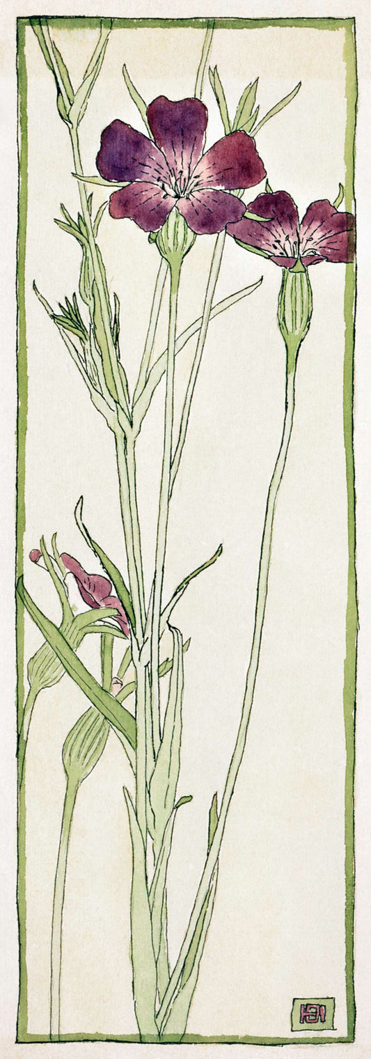 Corn Cockle