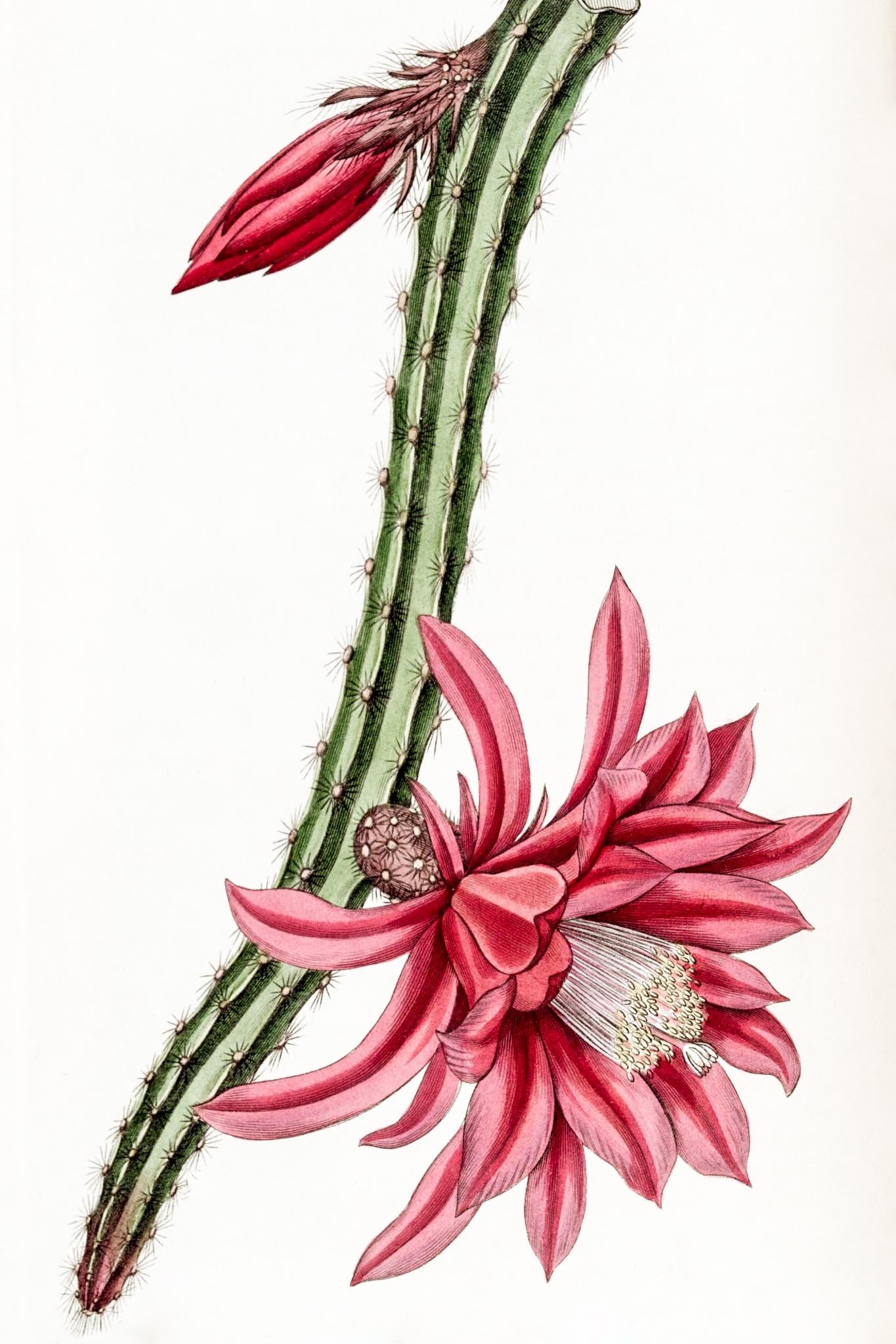 Crimson Creeping Cereus