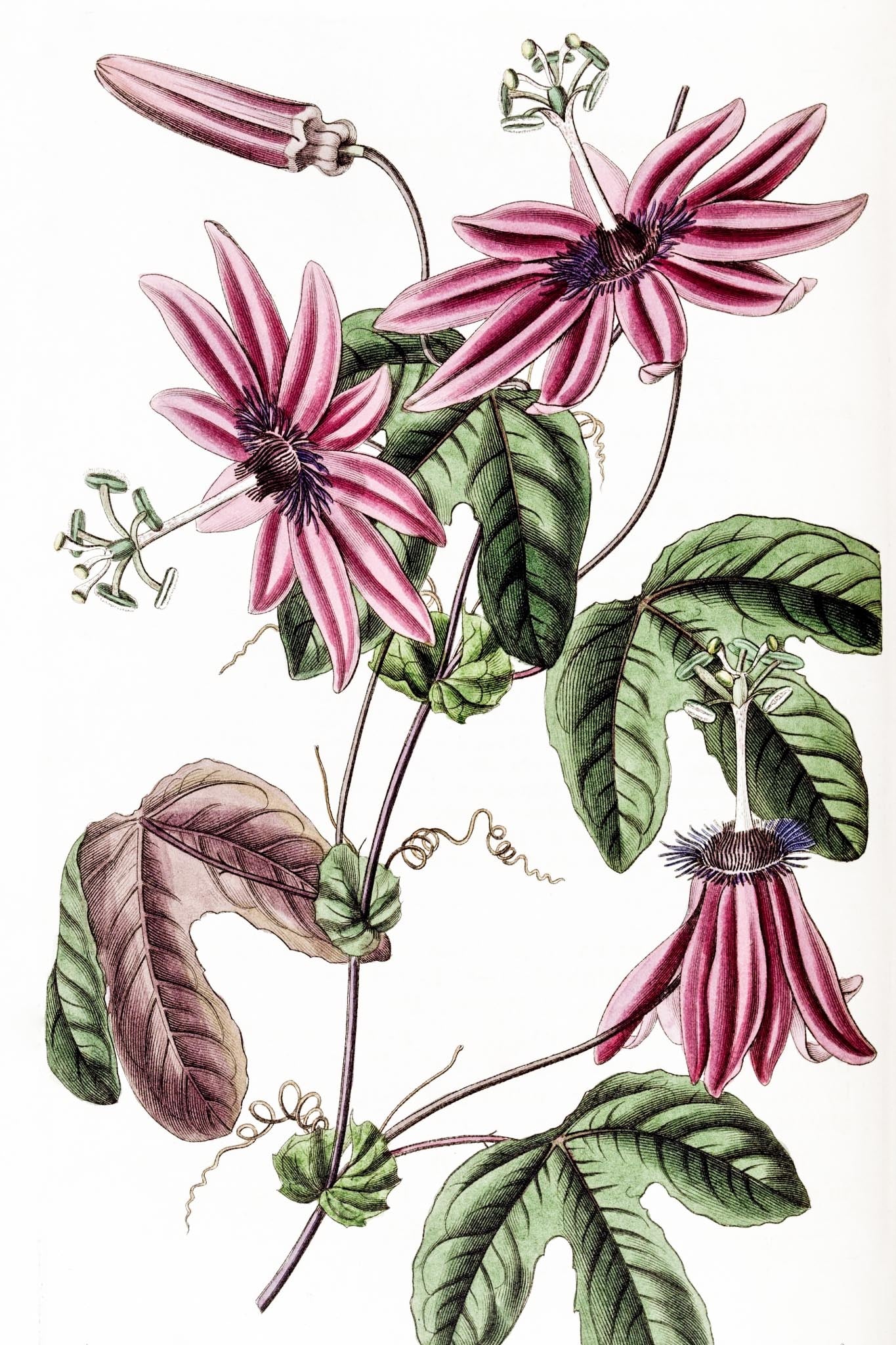 Crimson Passionflower