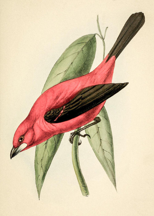 Crimson Tanager